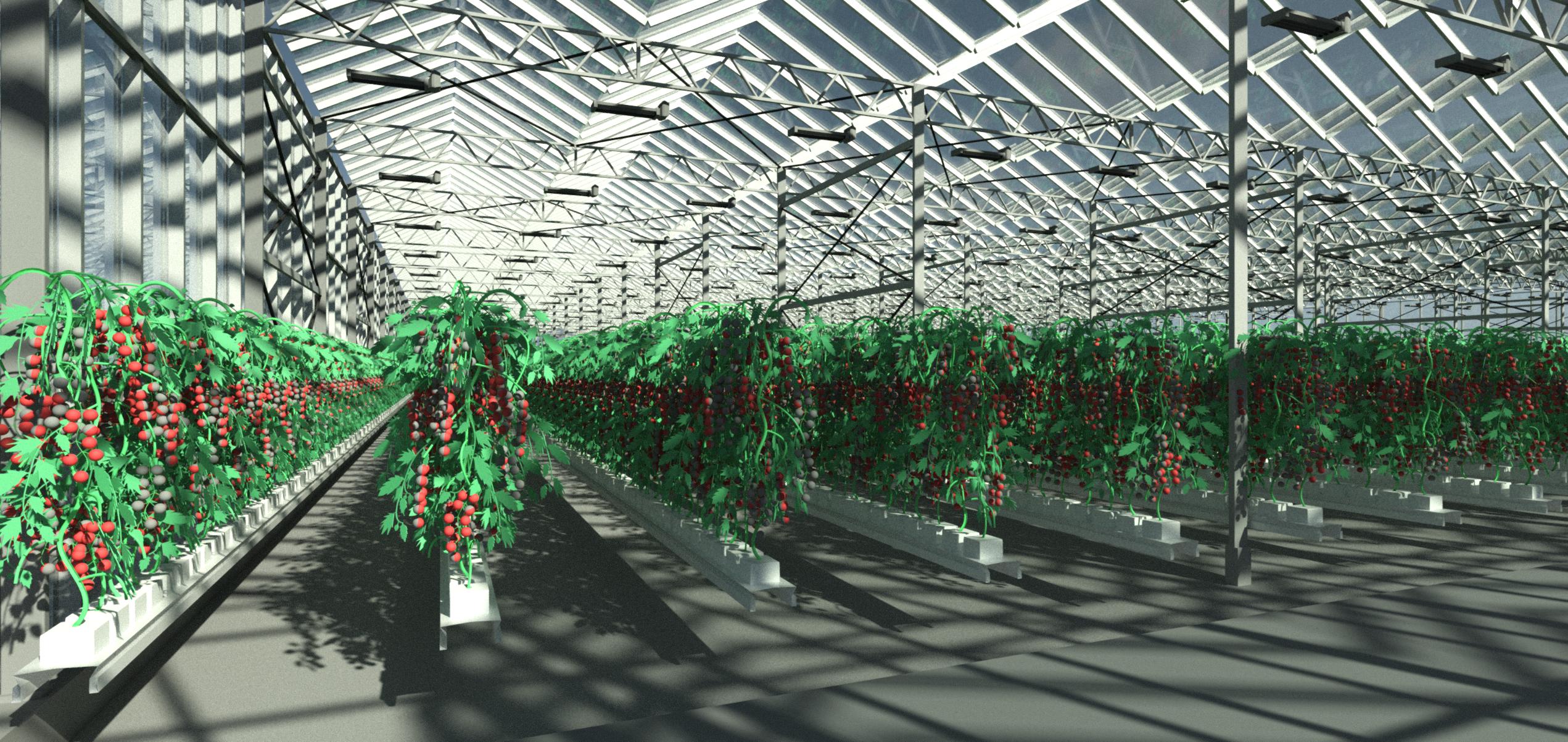 greenhouse with tomatoes